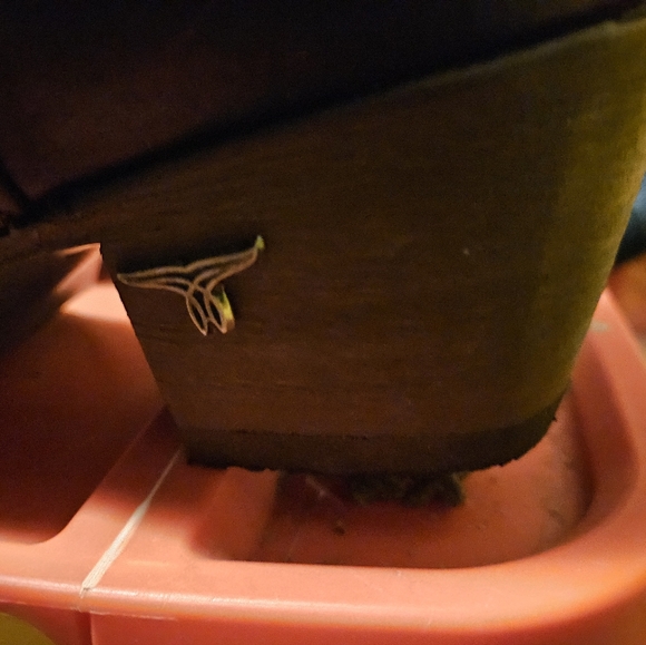 Lane wine snake print boots - Picture 5 of 8